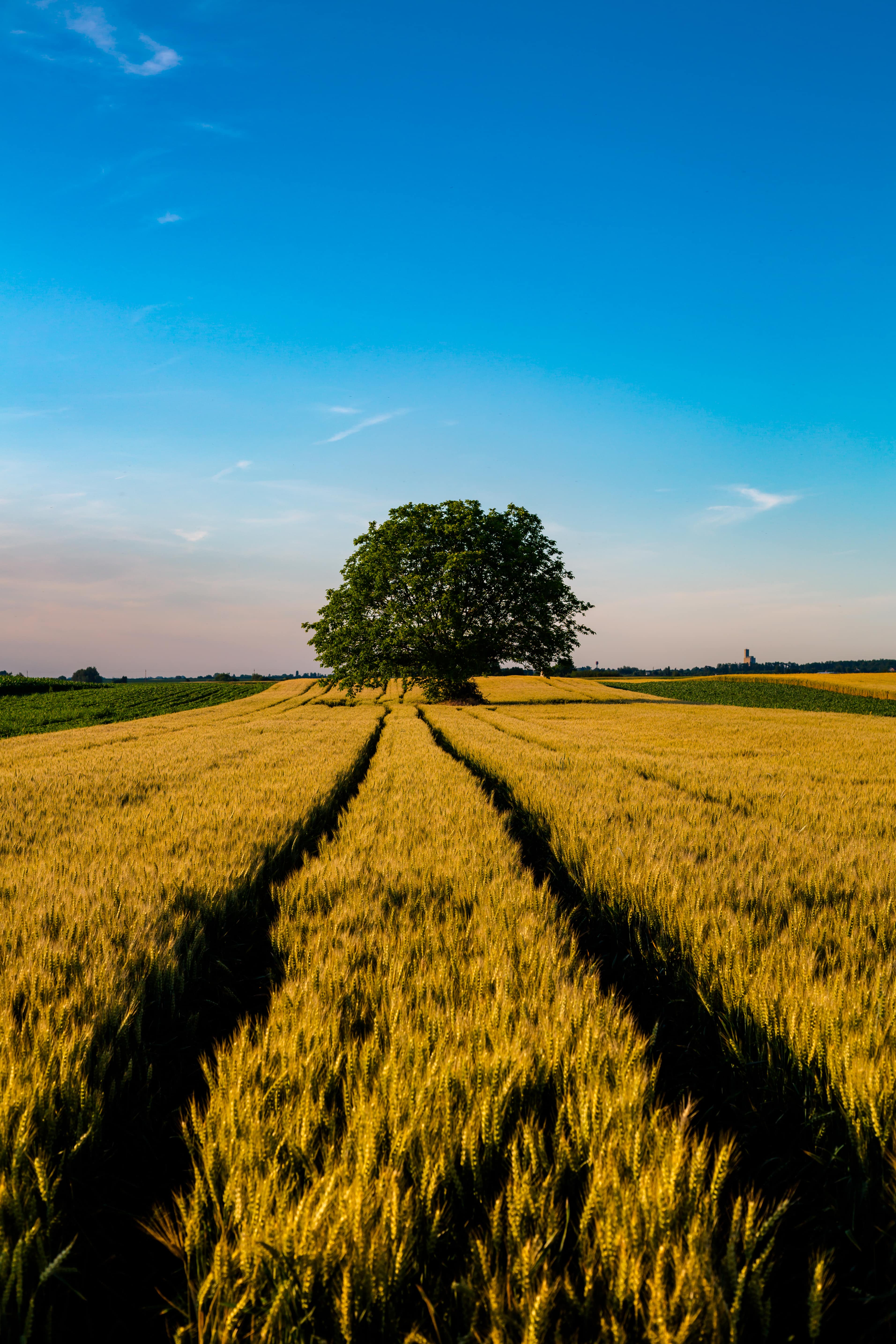 A grain field